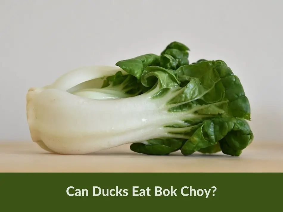 Can Ducks Eat Bok Choy?
