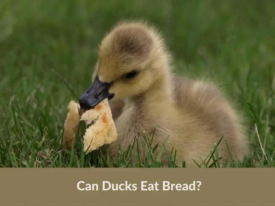 Can Ducks Eat Bread?