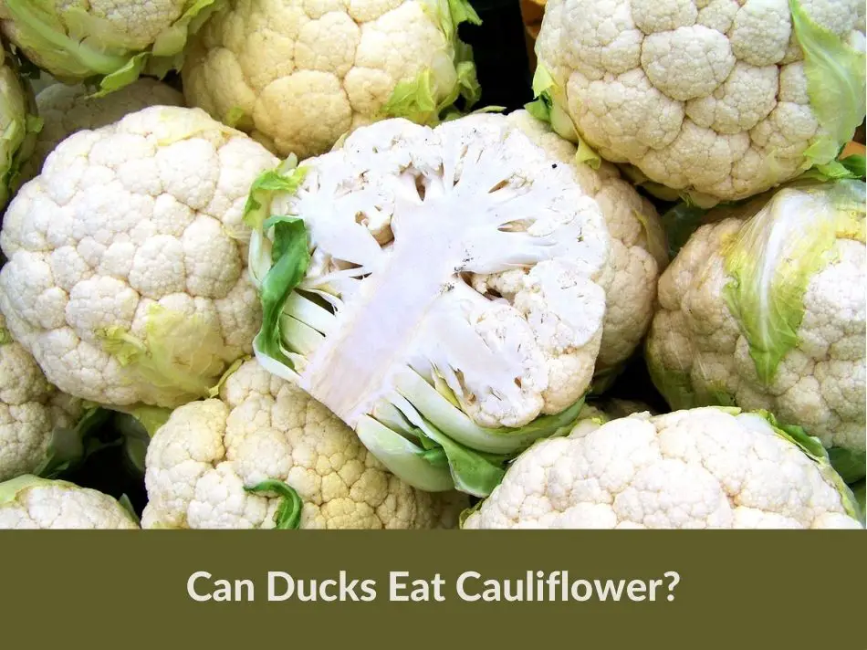 Can Ducks Eat Cauliflower?
