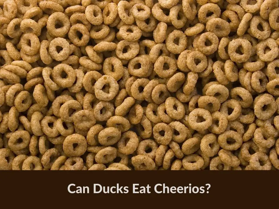 Can Ducks Eat Cheerios?