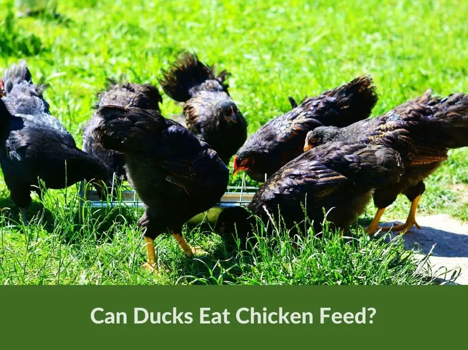 Can Ducks Eat Chicken Feed?