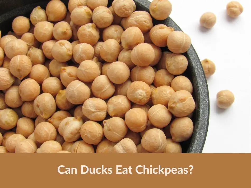 Can Ducks Eat Chickpeas?