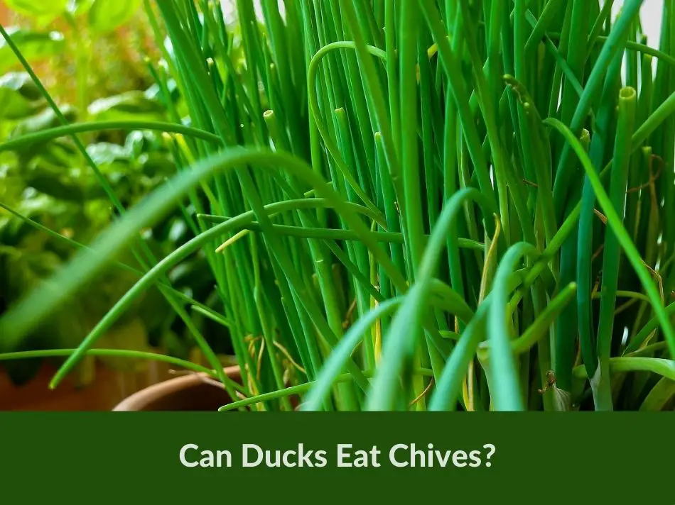 Can Ducks Eat Chives?