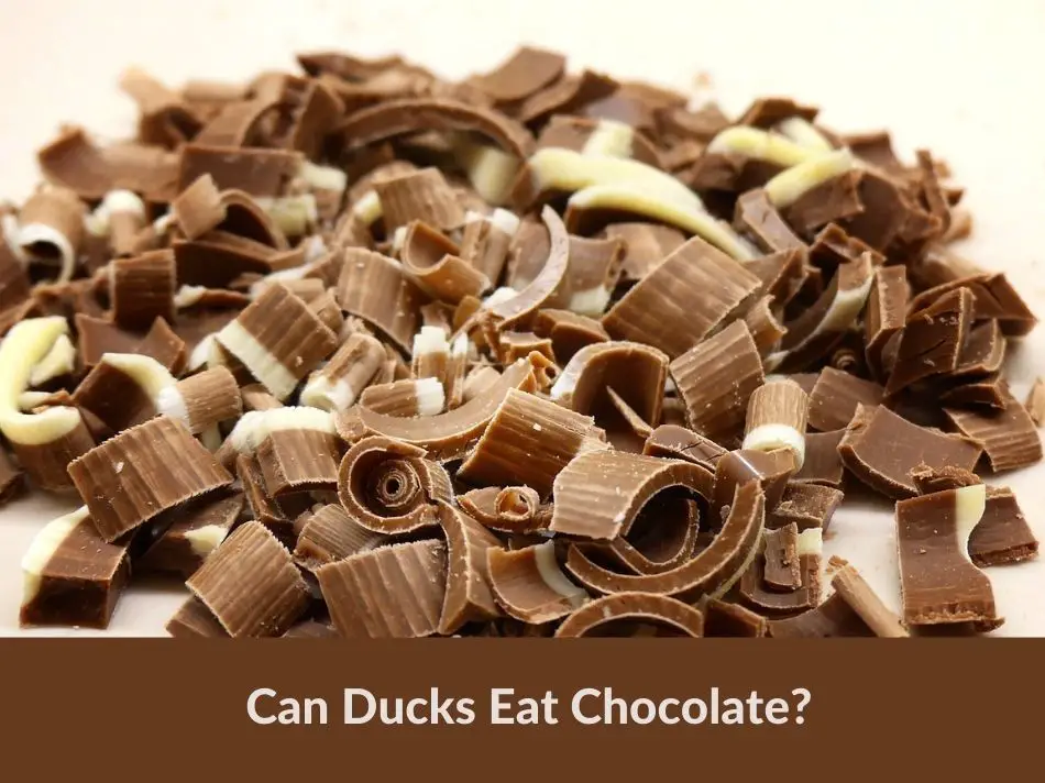 Can Ducks Eat Chocolate?