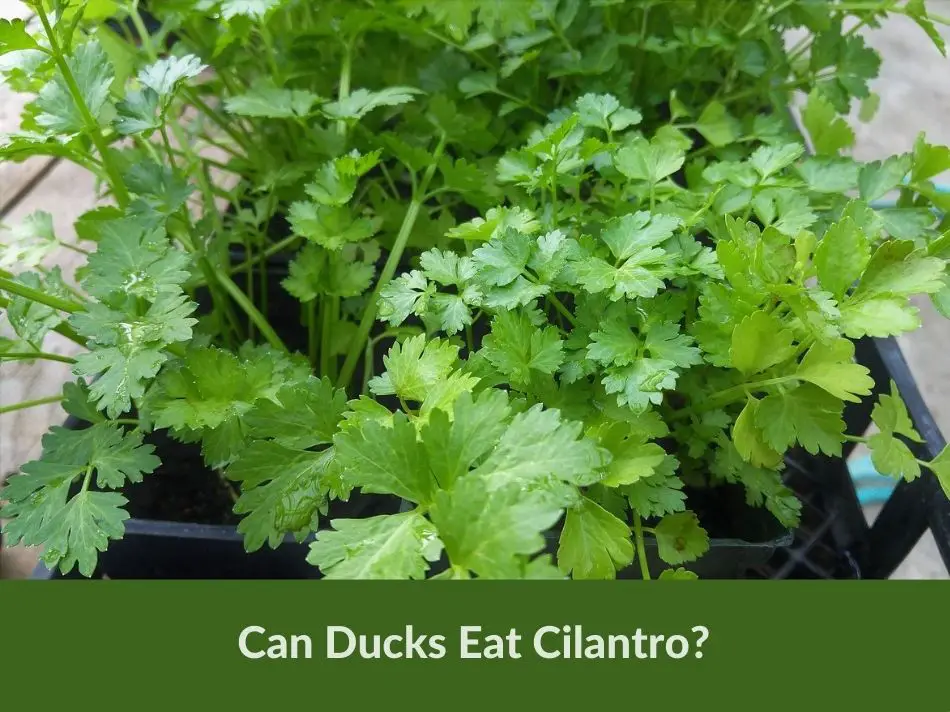 Can Ducks Eat Cilantro?