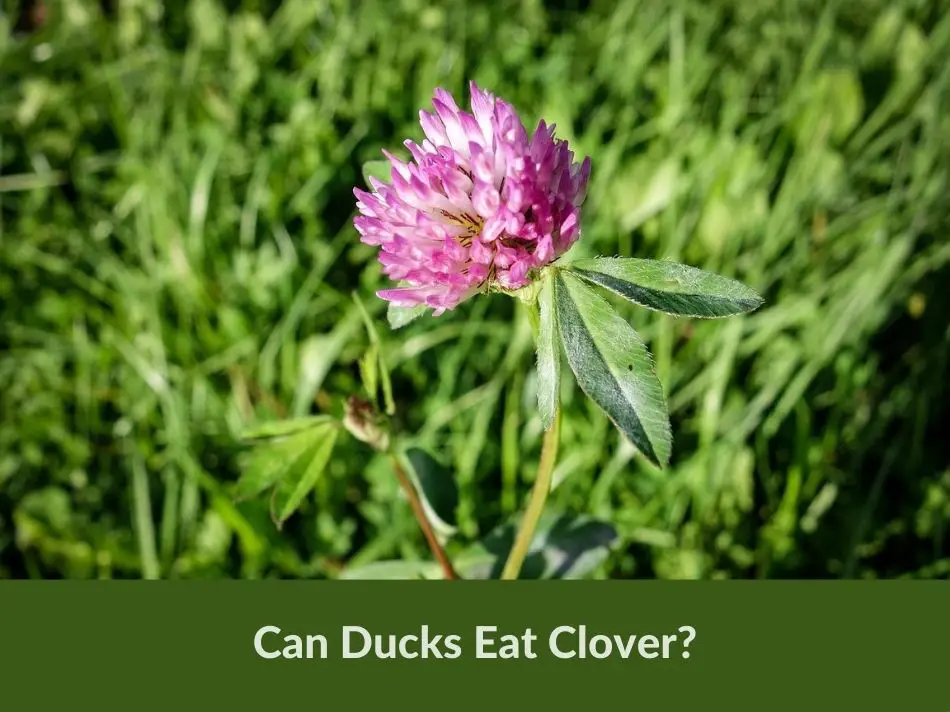 Can Ducks Eat Clover?