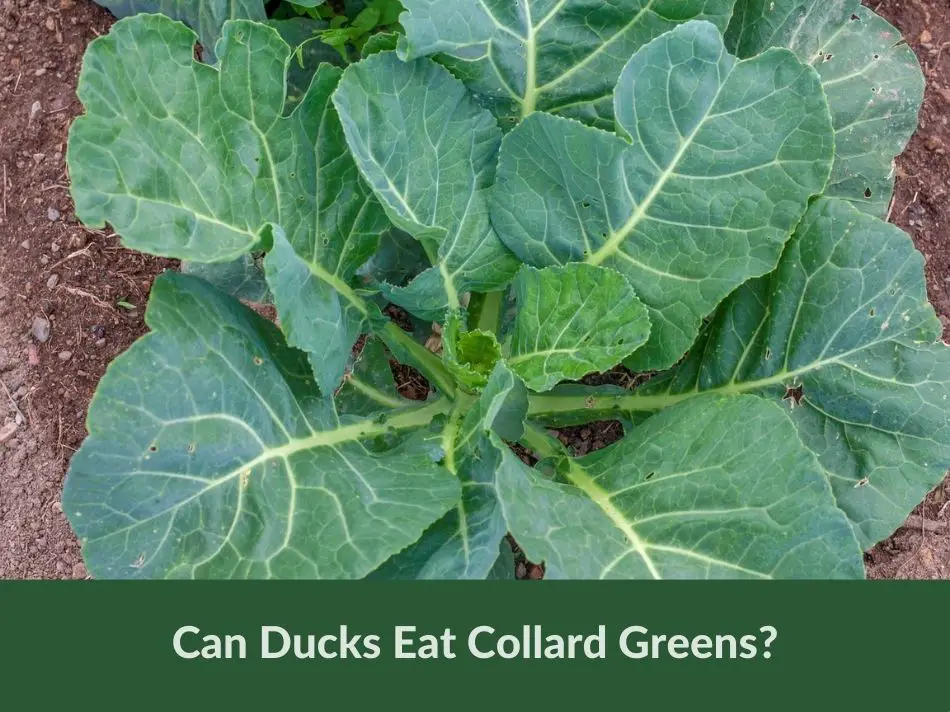 Can Ducks Eat Collard Greens?