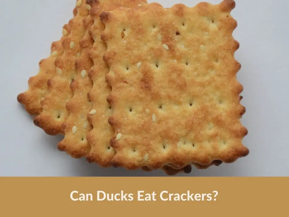 Can Ducks Eat Crackers?