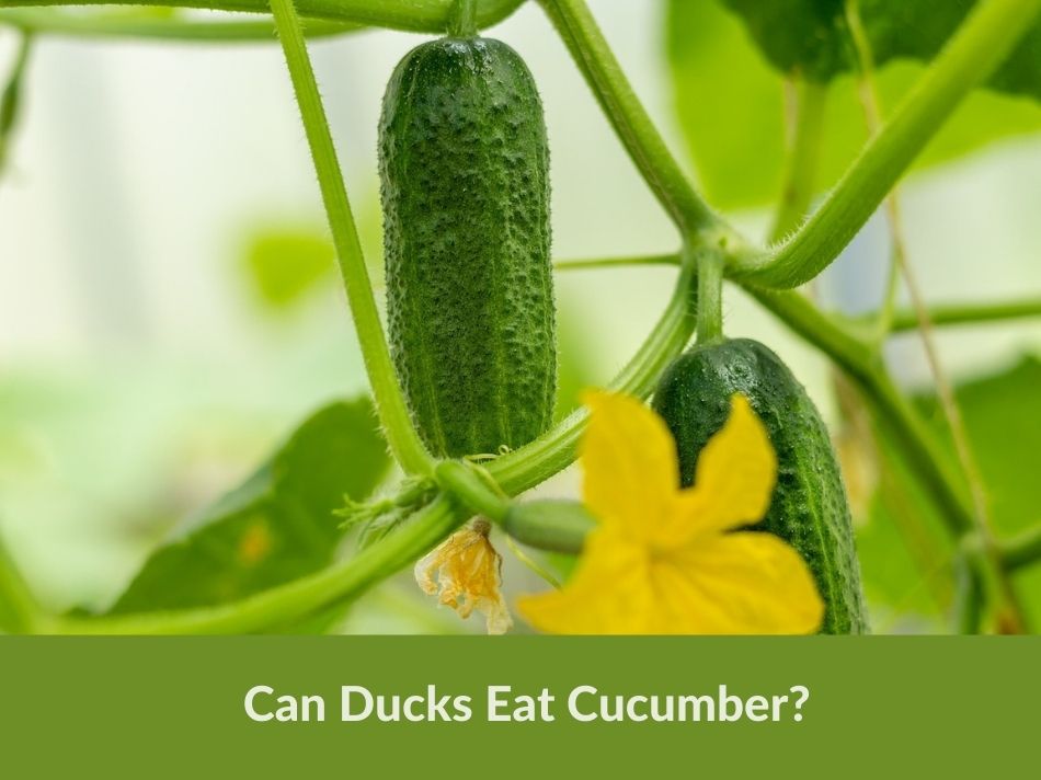 Can Ducks Eat Cucumber?