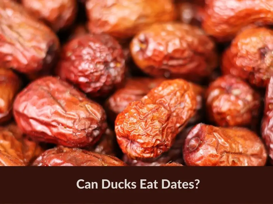 Can Ducks Eat Dates?