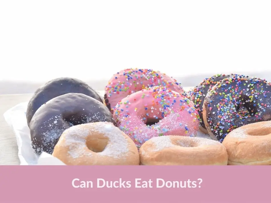 Can Ducks Eat Donuts?