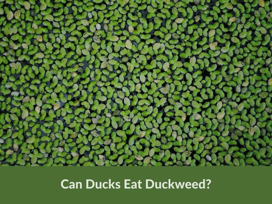 Can Ducks Eat Duckweed?
