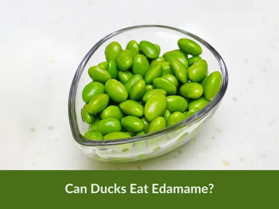 Can Ducks Eat Edamame?