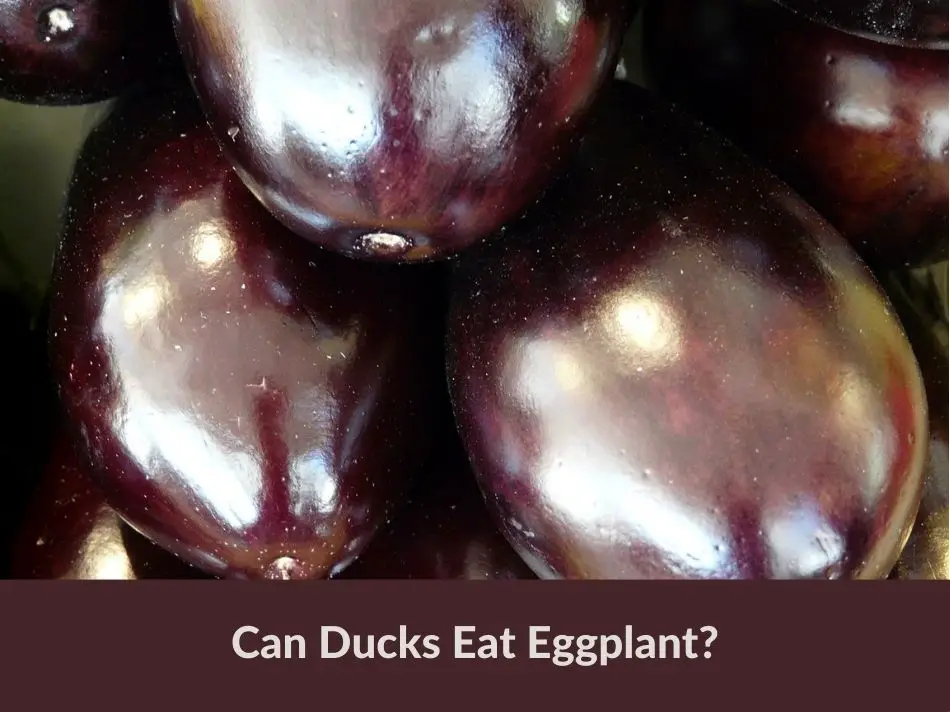 Can Ducks Eat Eggplant?