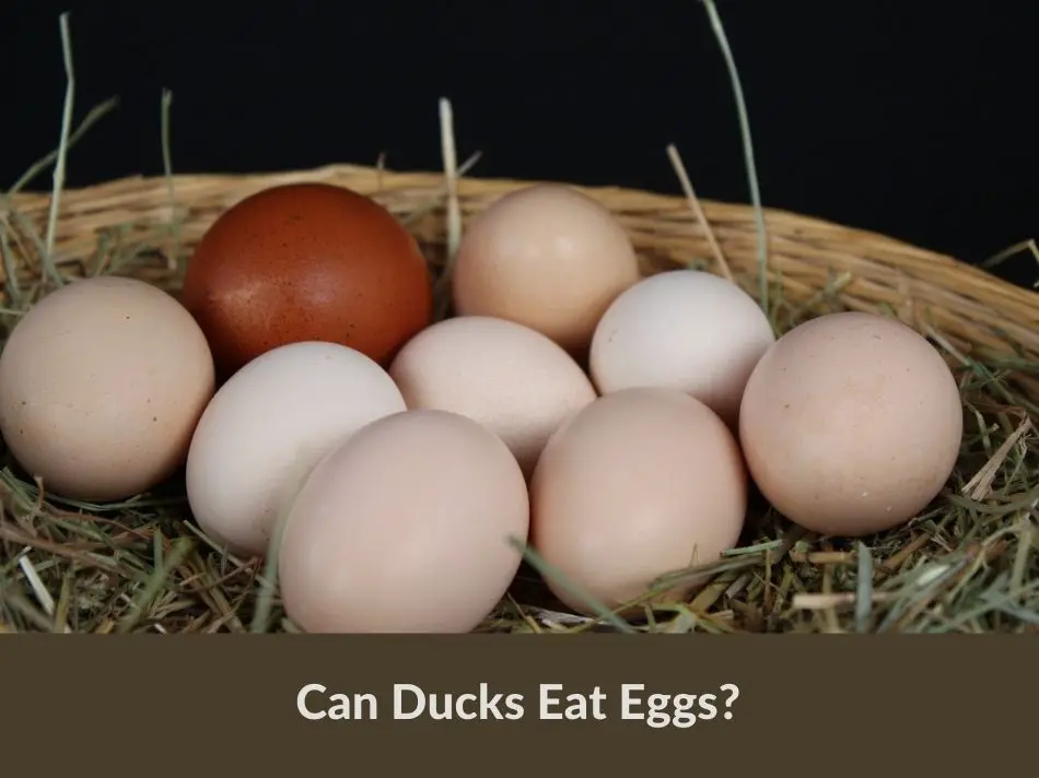 Can Ducks Eat Eggs?