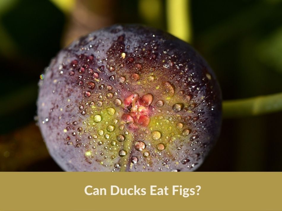 Can Ducks Eat Figs?