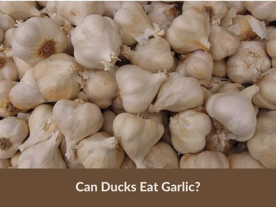 Can Ducks Eat Garlic?