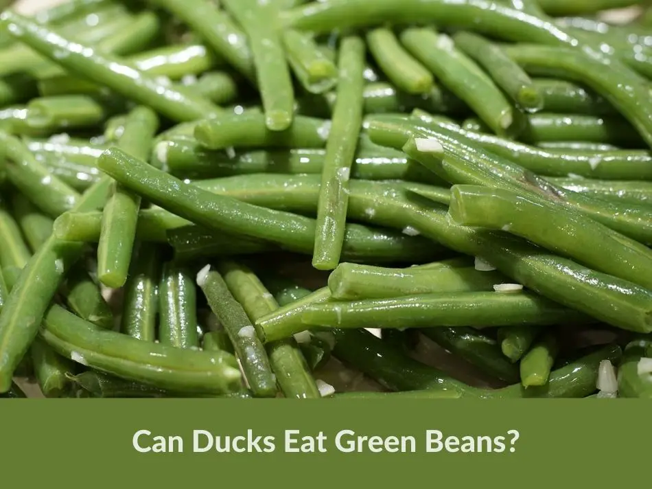 Can Ducks Eat Green Beans?