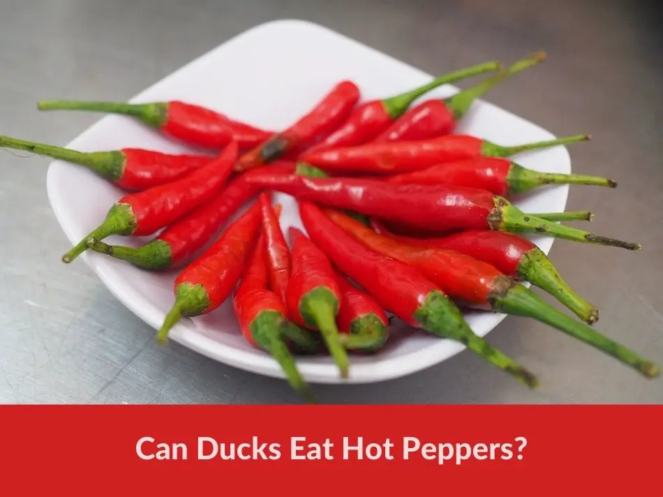 Can Ducks Eat Hot Peppers?