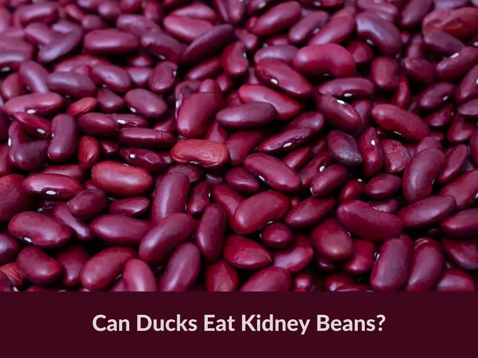 Can Ducks Eat Kidney Beans?