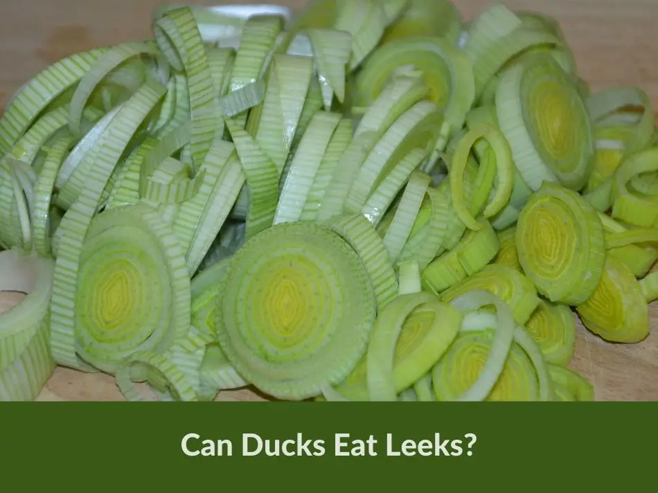 Can Ducks Eat Leeks?
