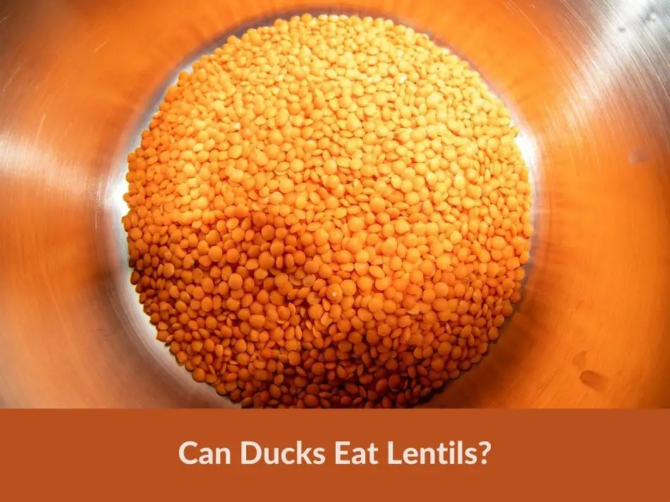 Can Ducks Eat Lentils?