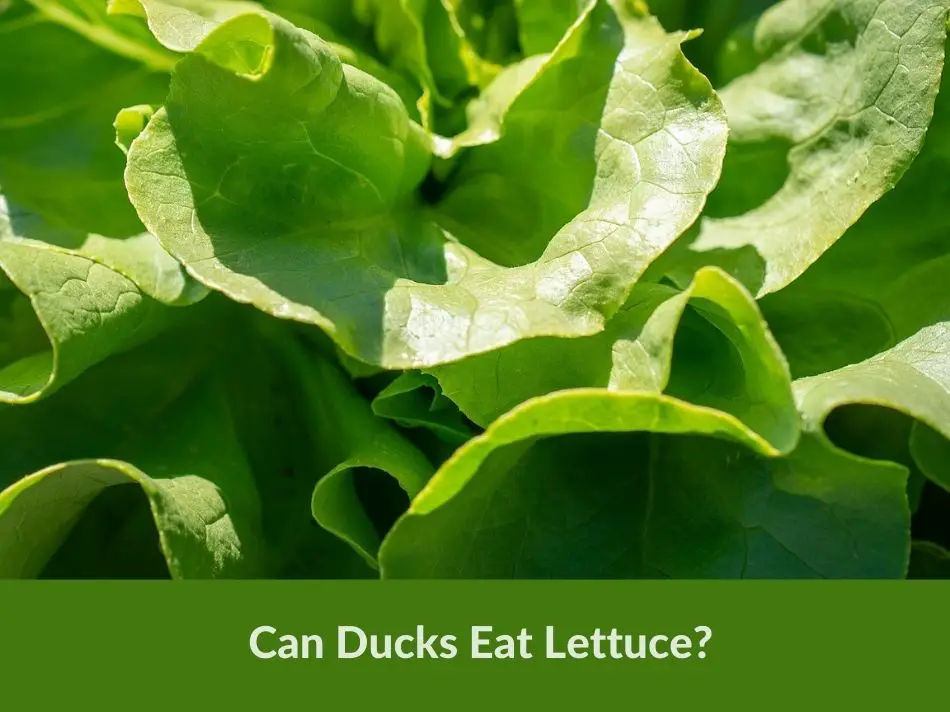 Can Ducks Eat Lettuce?