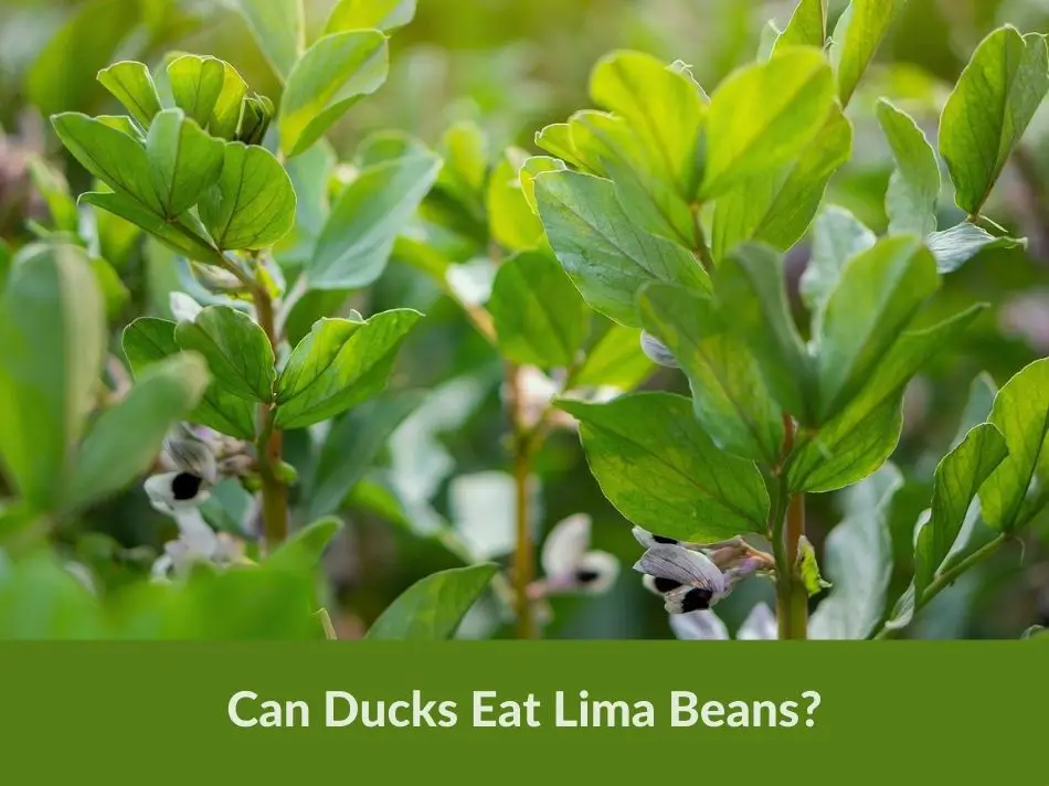 Can Ducks Eat Lima Beans?
