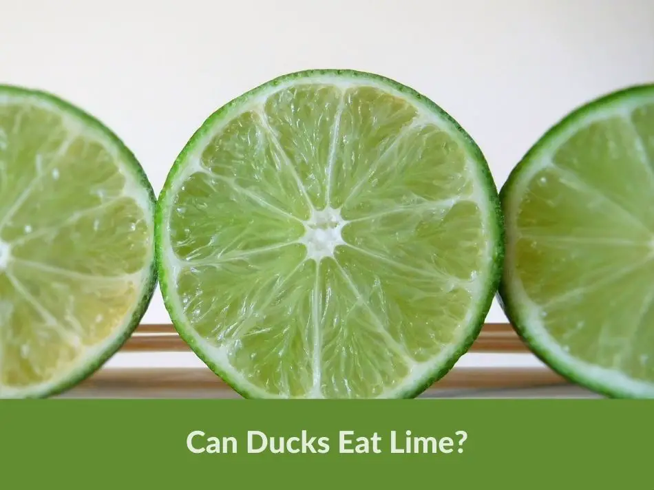 Can Ducks Eat Lime?