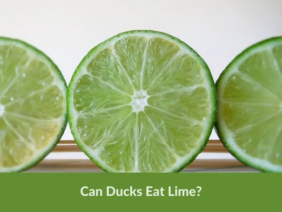 Can Ducks Eat Lime? (All You Need To Know) - Grow Green Gardens