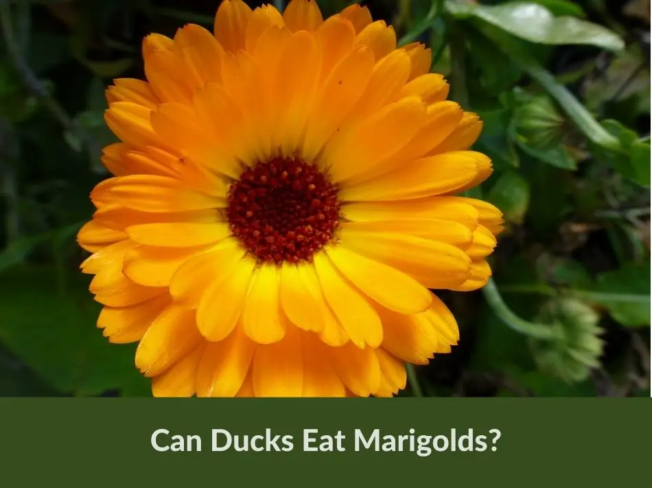 Can Ducks Eat Marigolds?