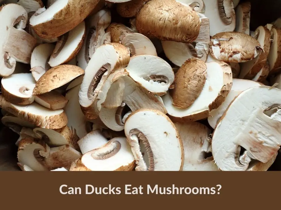 Can Ducks Eat Mushrooms?