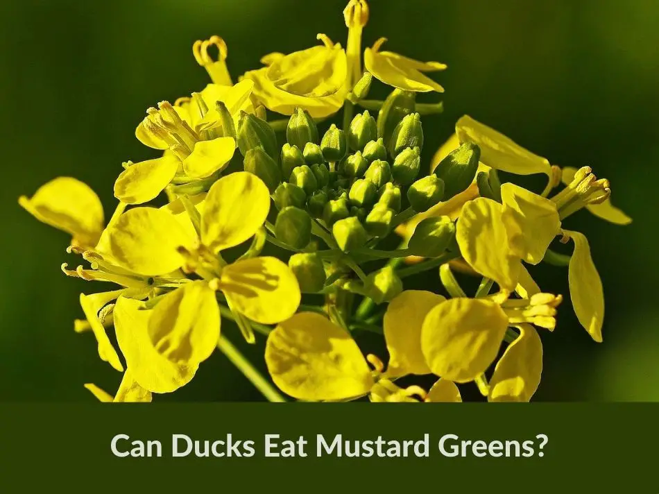 Can Ducks Eat Mustard Greens?