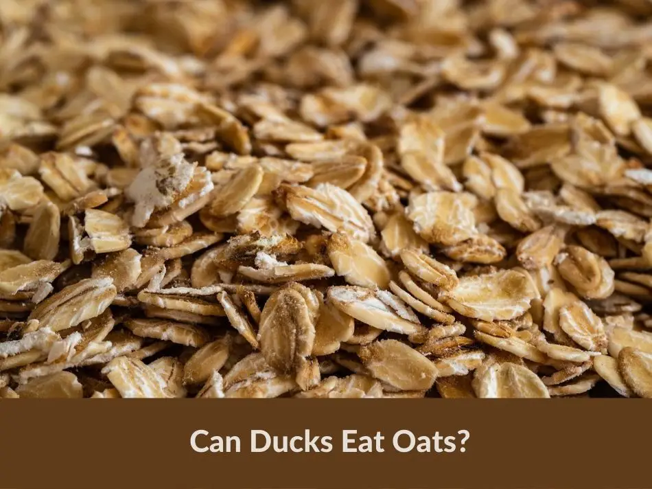 Can Ducks Eat Oats?