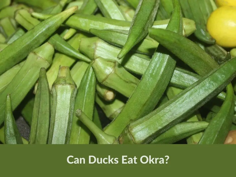 Can Ducks Eat Okra?