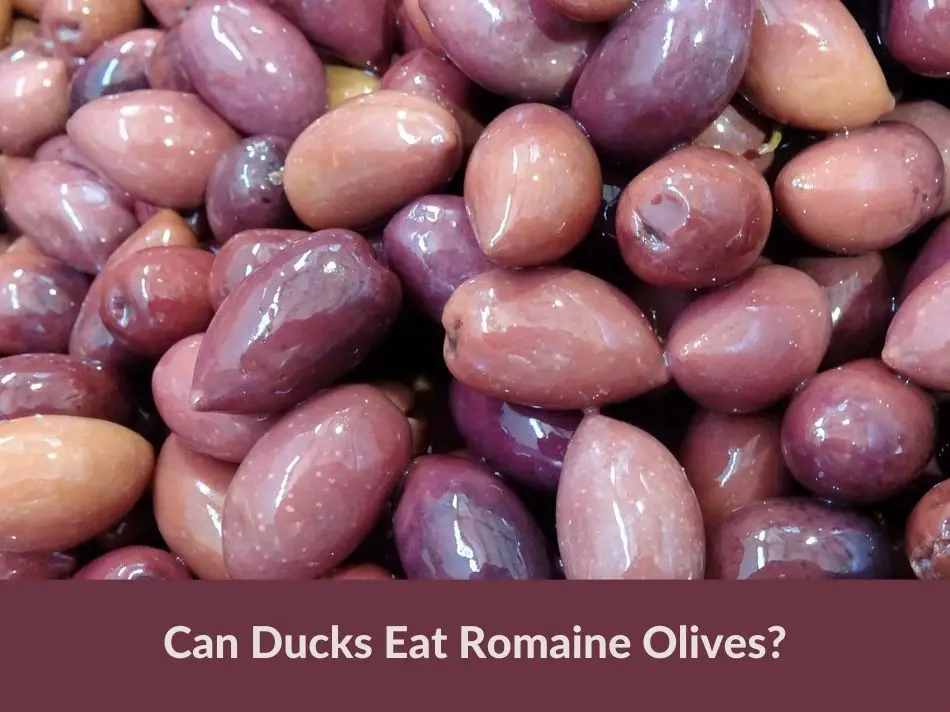 Can Ducks Eat Olives?