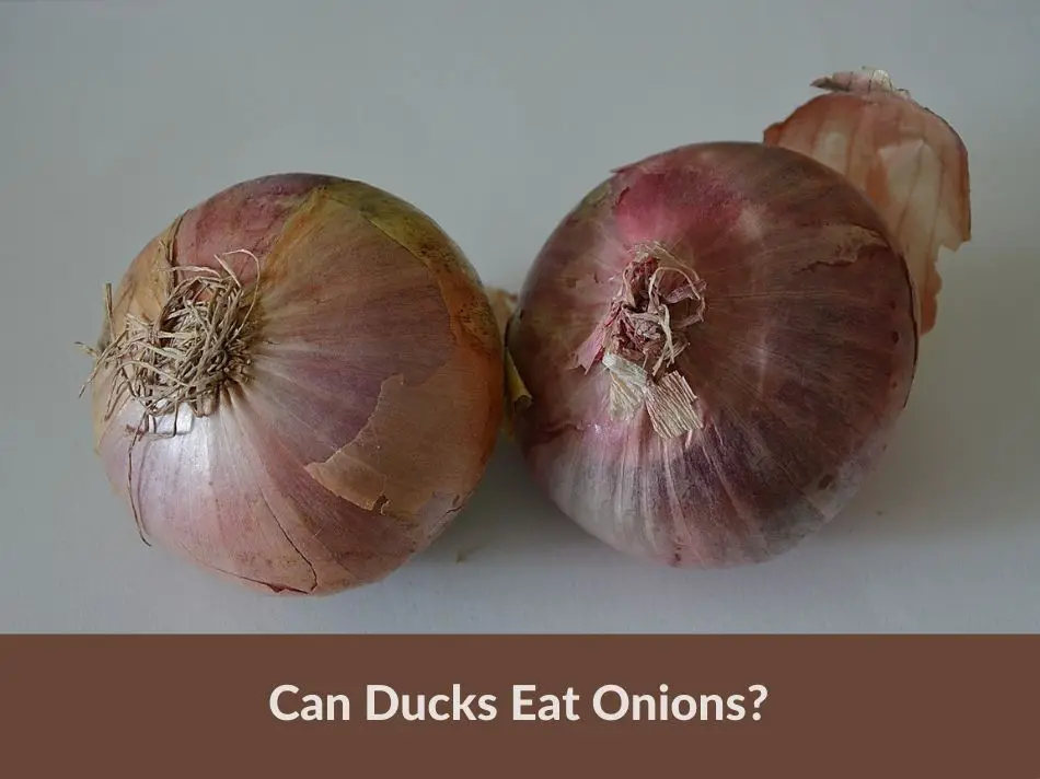 Can Ducks Eat Onions?