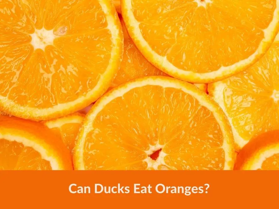 Can Ducks Eat Oranges?