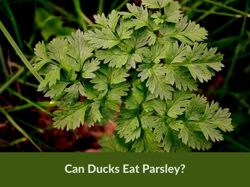 Can Ducks Eat Parsley?