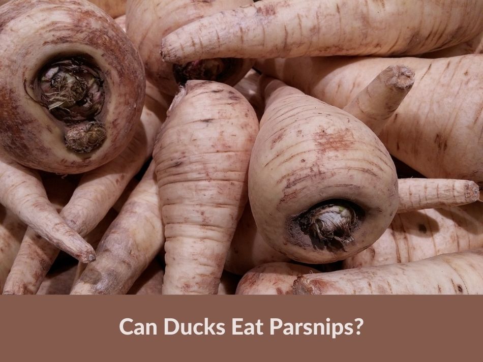 Can Ducks Eat Parsnips?