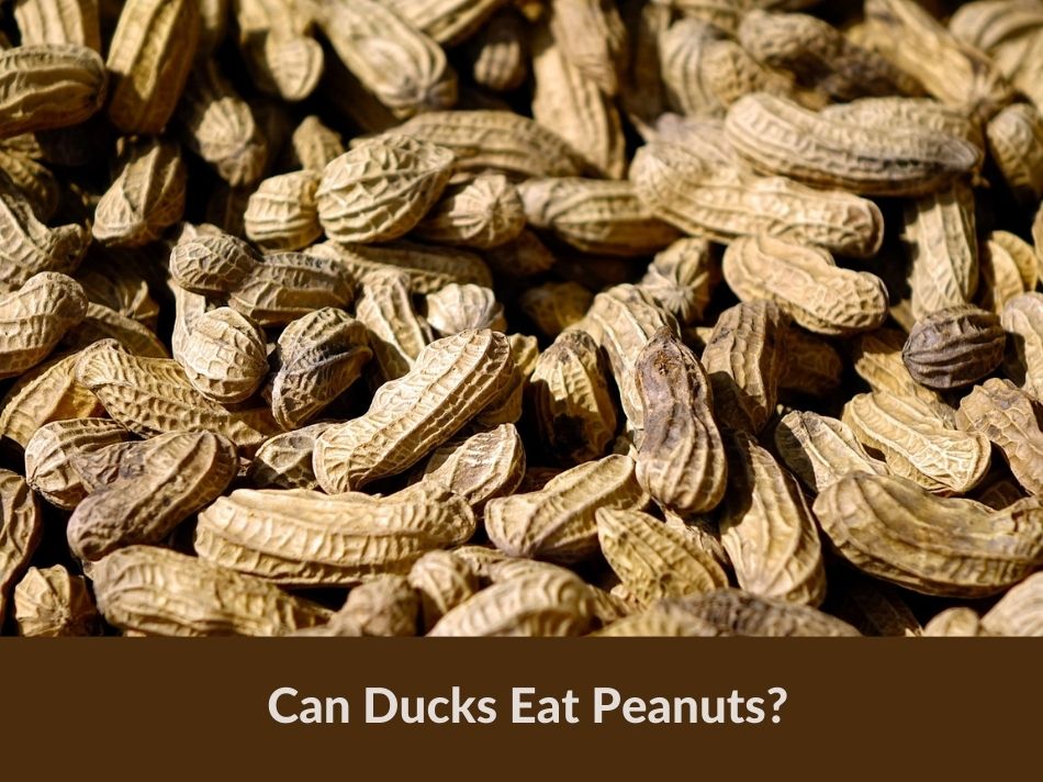 Can Ducks Eat Peanuts?