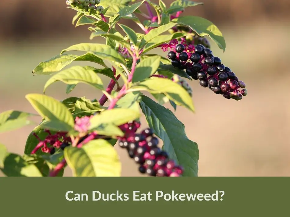 Can Ducks Eat Pokeweed?
