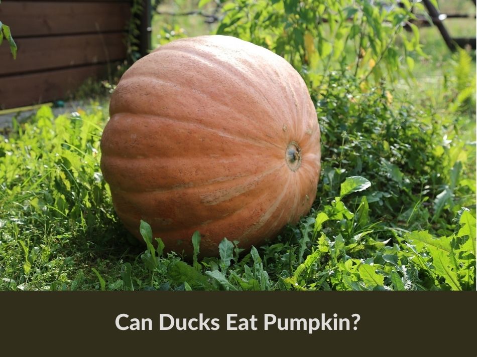 Can Ducks Eat Pumpkin?