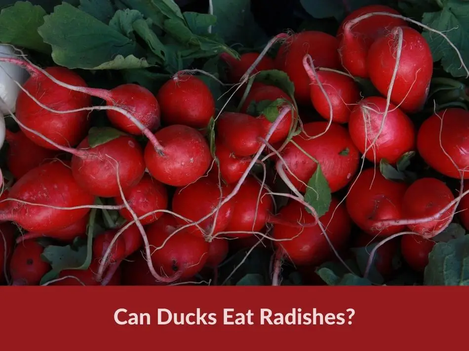 Can Ducks Eat Radishes?