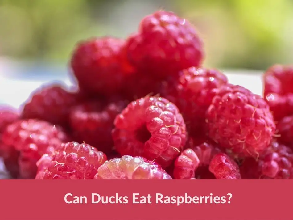 Can Ducks Eat Raspberries?