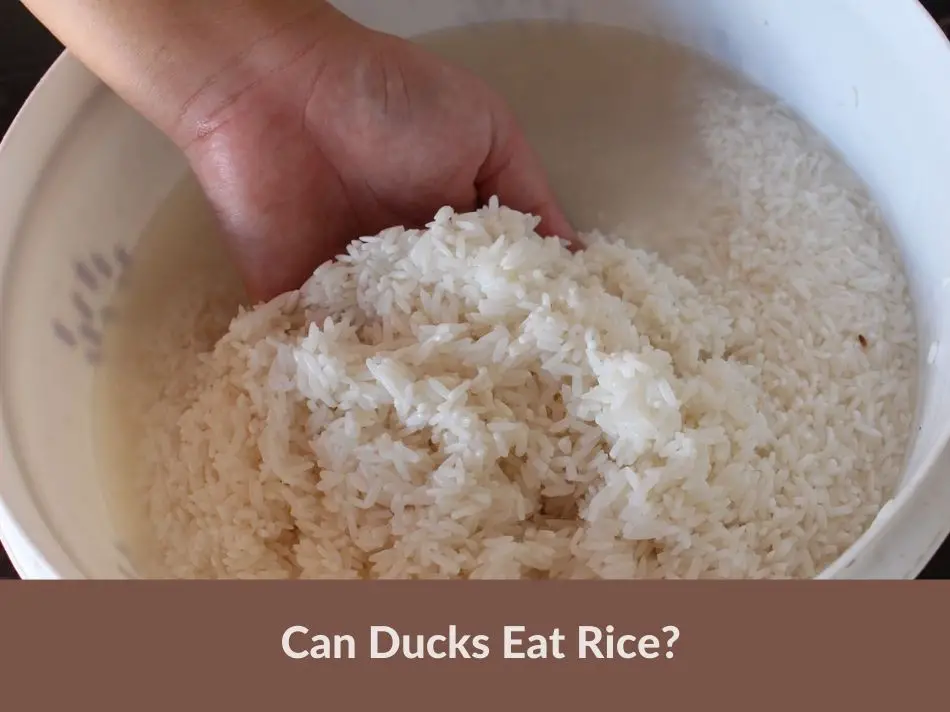 Can Ducks Eat Rice?
