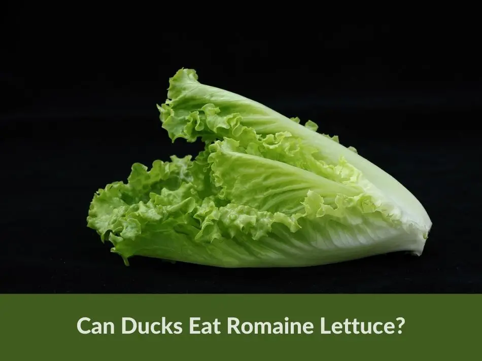Can Ducks Eat Romaine Lettuce?