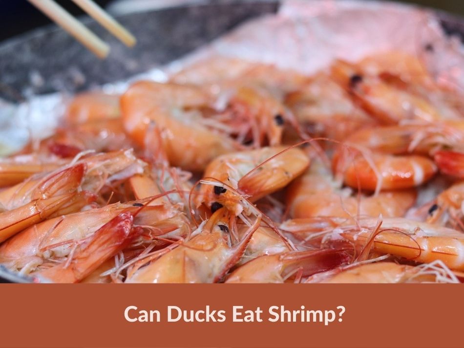 Can Ducks Eat Shrimp?