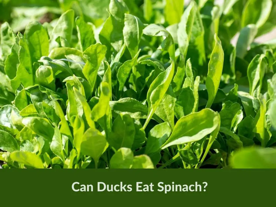 Can Ducks Eat Spinach?
