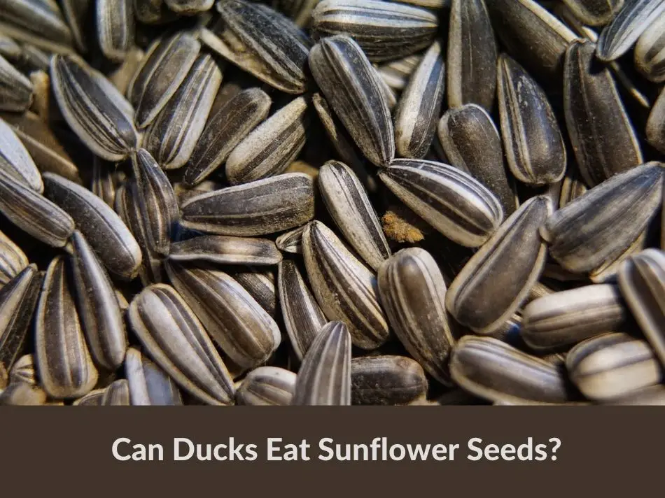 Can Ducks Eat Sunflower Seeds?